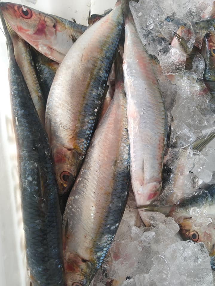 SARDINHA CHARUTO SALGADO KG